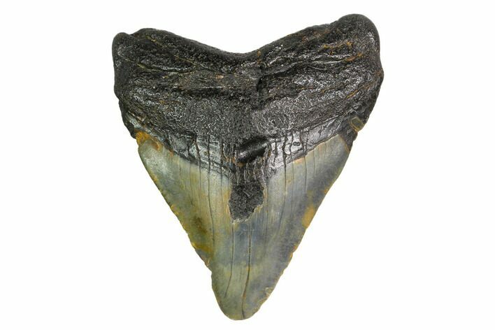 Bargain, Megalodon Tooth - North Carolina #152831